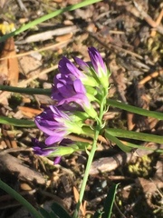 Medicago sativa