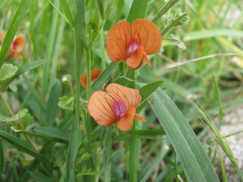 eyelash pea (Lathyrus blepharicarpos)