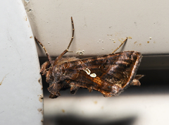 Autographa precationis