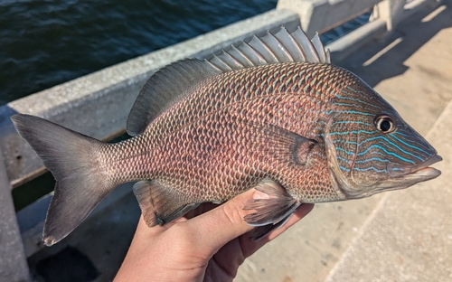 Boar grunt (Haemulon plumierii) — Haemulidae — 2