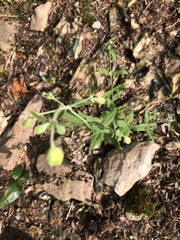 Silene stellata
