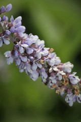 Orbexilum onobrychis