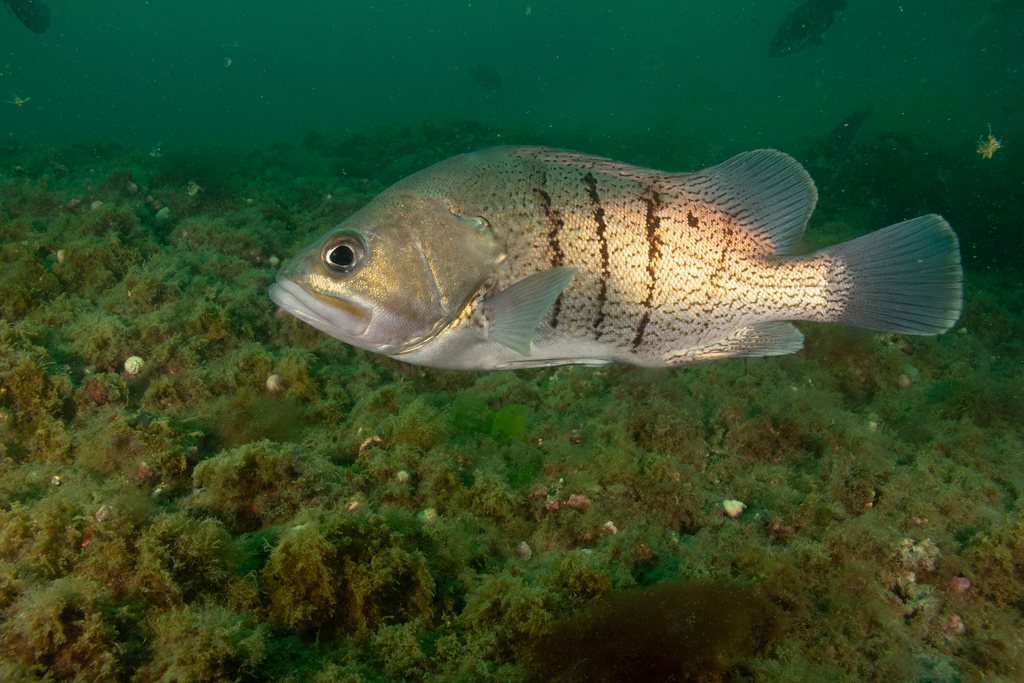 Patagonian Grouper