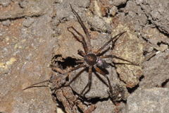 Philodromus collinus