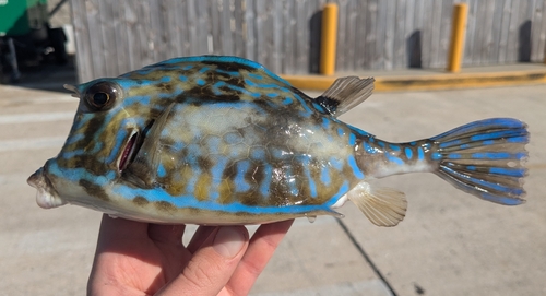 Scrawled Cowfish