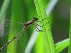 Lestes congener