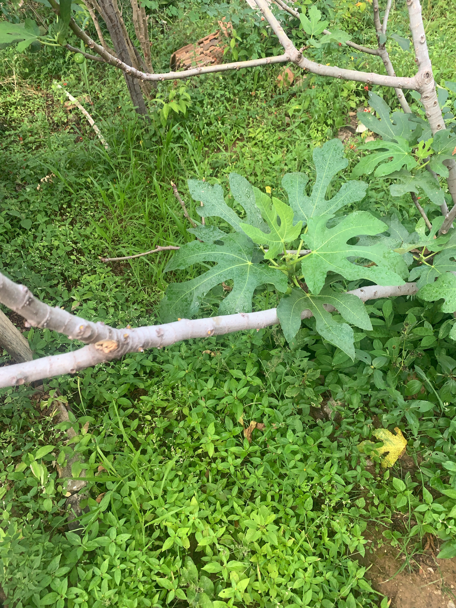 Ficus carica