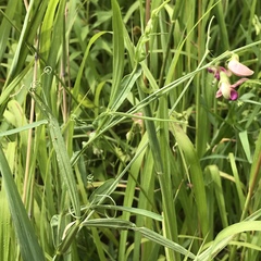 Lathyrus sylvestris