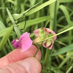 Lathyrus sylvestris