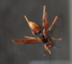 Polistes comanchus comanchus