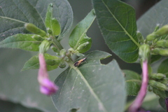 Neoheliodines arizonense