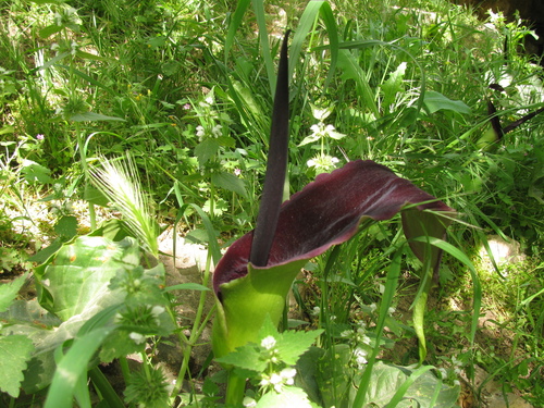 Image of Arum palaestinum by (c) Nachman bones, some rights reserved (CC BY)