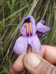 Utricularia reniformis, photograph (c) Matias Baranzelli, some rights reserved (CC BY)