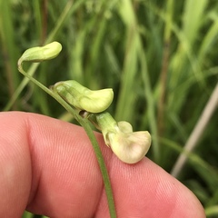 Lathyrus sylvestris