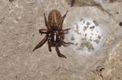 Coelotes atropos