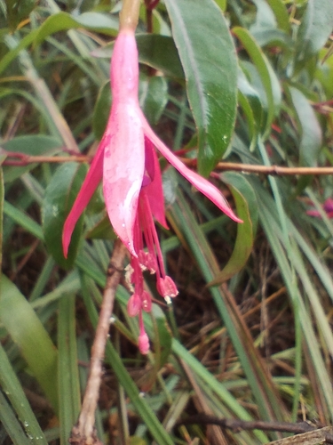 Image of Fuchsia regia by (c) Matias Baranzelli, some rights reserved (CC BY)
