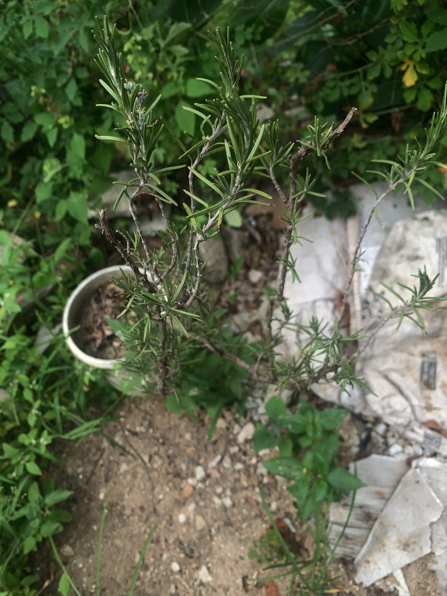 Salvia rosmarinus