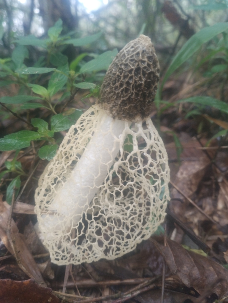 Phallus indusiatus · December 2024 · photo: © matiasbaranzelli (iNaturalist, cc-by)