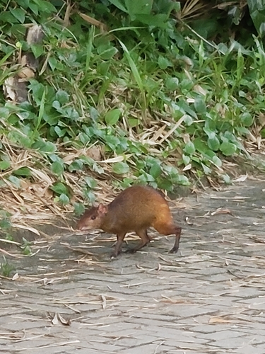 Iack's Red-rumped Agouti