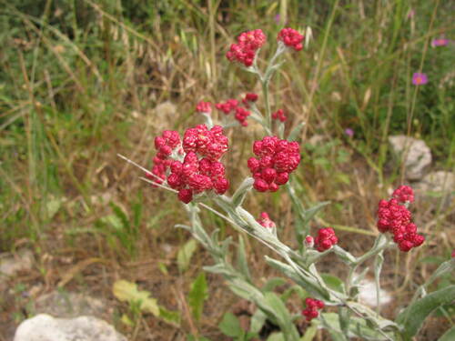 Helichrysum sanguineum (Helichrysum sanguineum)