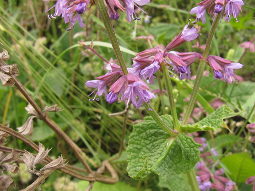 Image of Salvia judaica by (c) Nachman bones, some rights reserved (CC BY)