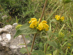(c) Nachman bones, some rights reserved (CC BY) Phlomis viscosa, photograph (c) Nachman bones, some rights reserved (CC BY)