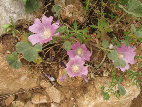 Alcea acaulis (Alcea acaulis)