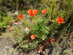 Papaver
