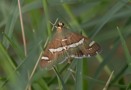 Hawaiian Beet Webworm Moth