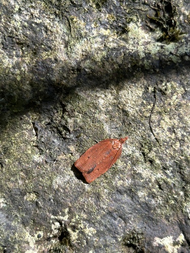 Spheterista pleonectes observed 2024-12-19