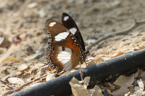 Danaid Eggfly