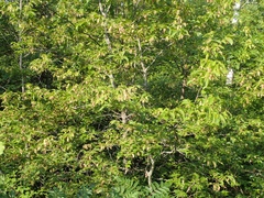 American Hophornbeam (Ostrya virginiana)