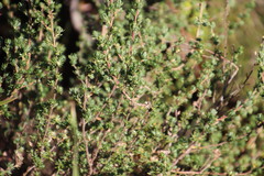 Cliffortia polygonifolia polygonifolia