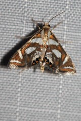 Chrysendeton medicinalis