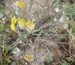 Bupleurum americanum