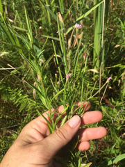 Epilobium strictum