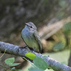 Greenish Elaenia photo 4