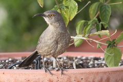 Toxostoma curvirostre