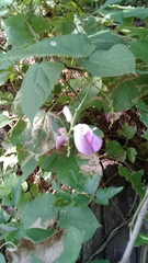 Canavalia septentrionalis