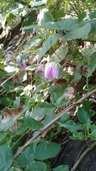 Canavalia septentrionalis