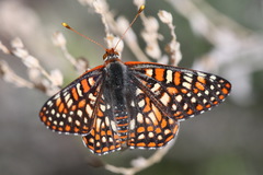 Euphydryas chalcedona klotsi