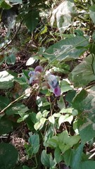 Canavalia septentrionalis