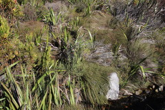 Cliffortia polygonifolia polygonifolia