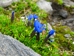 Gentiana bavarica subacaulis