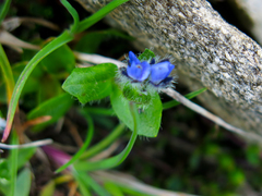 Veronica alpina