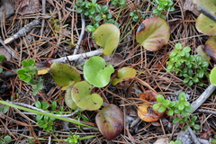 Pyrola asarifolia