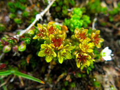 Sedum alpestre
