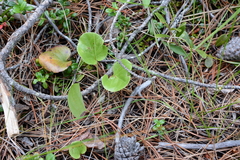 Pyrola asarifolia