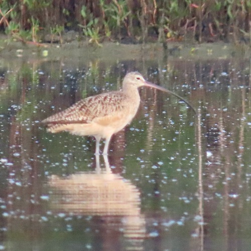 Long-billed Curlew (Numenius americanus)