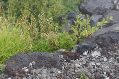 Artemisia pedunculosa